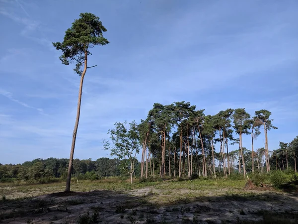 Lonely tree in the forest at a nature reserve around Den Ham, Overijssel, The Netherlands