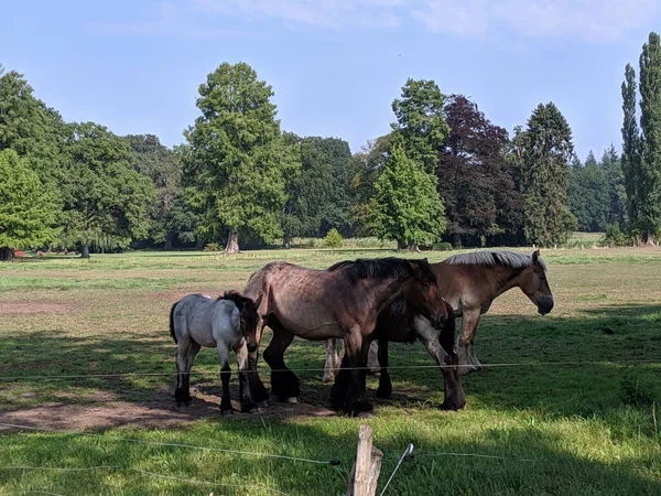Paarden Rondom Landgoed Nijenhuis Diepenheim Overijssel Nederland — Stockfoto