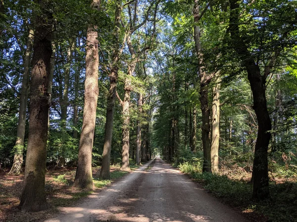 Estrada Torno Castelo Weldam Overijssel Países Baixos — Fotografia de Stock