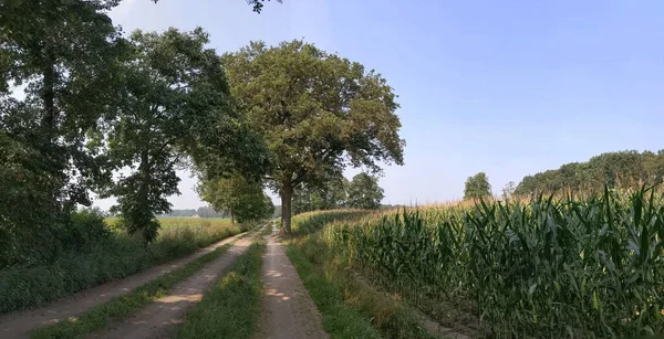 Panorama Uma Estrada Terra Torno Stokkum Overijssel Países Baixos — Fotografia de Stock