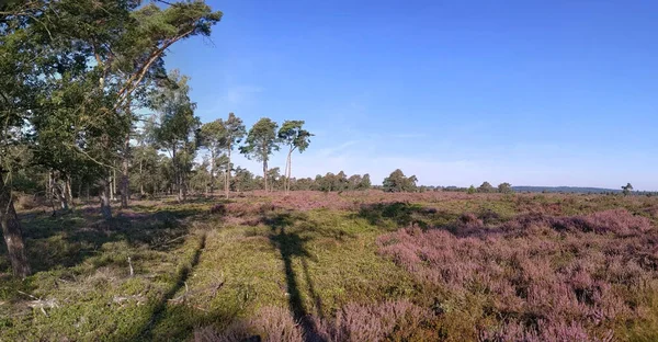 Πανοραμικό Τοπίο Στο Εθνικό Πάρκο Sallandse Heuvelrug Στην Ολλανδία — Φωτογραφία Αρχείου
