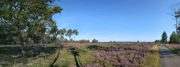 Paisagem Panorâmica Parque Nacional Sallandse Heuvelrug Nos Países Baixos — Fotografia de Stock