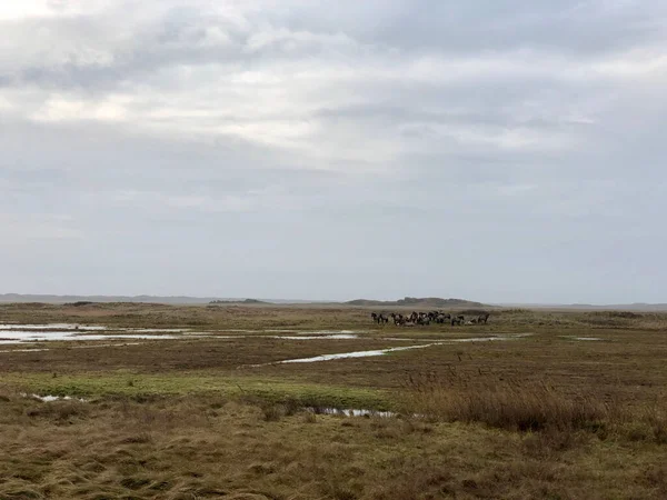 Лошади Острове Тексел Нидерландах — стоковое фото