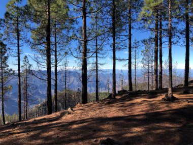 Gran Canaria Ormanı