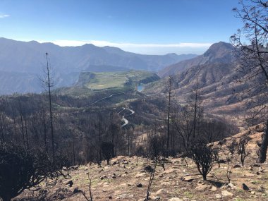 Gran Canaria 'da yanmış orman