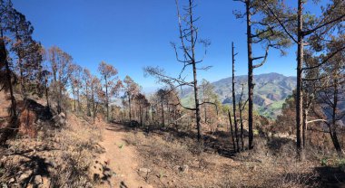Gran Canaria 'daki ormanda yürüyüş yolu