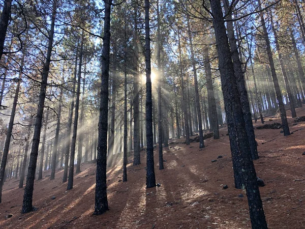 Les Rayons Soleil Travers Forêt Sur Gran Canaria — Photo