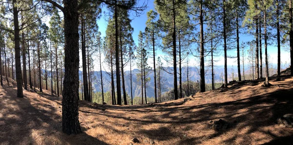 Panorama Lasu Gran Canarii — Zdjęcie stockowe