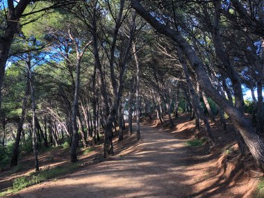 Barselona İspanya çevresindeki orman