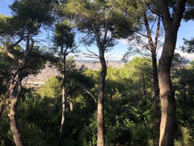 Barselona İspanya çevresindeki orman