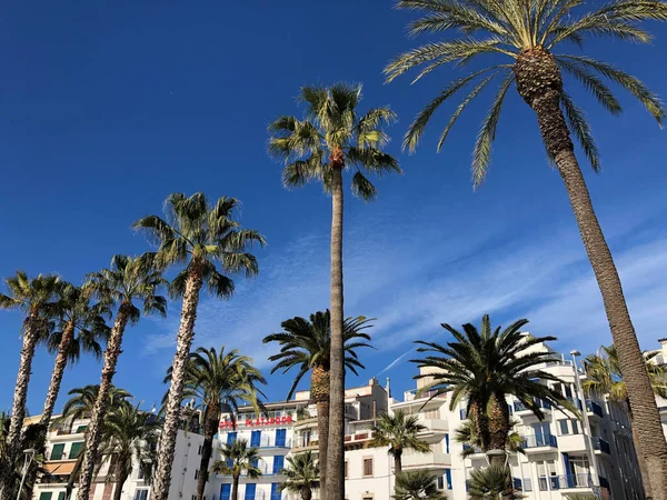 Palmeiras Sitges Espanha — Fotografia de Stock