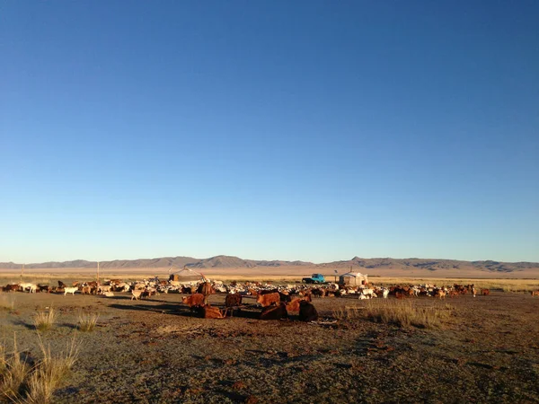 Dos Yurtas Tradicionales Mongolia — Foto de Stock