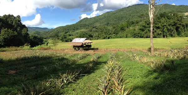タイ北部のパイナップル農場のパノラマ — ストック写真