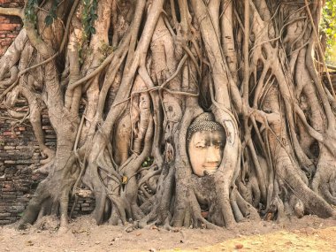 Buda, Ayutthaya, Tayland 'daki Wat Mahathat Budist tapınağındaki ağaç köklerinde yaşar.