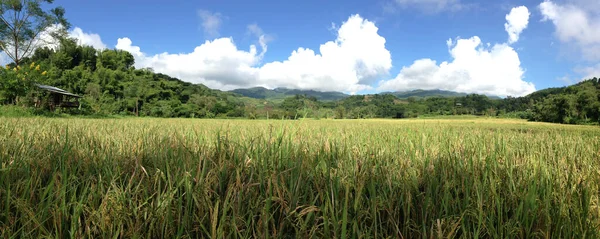 Rice Field Panorama Northern Thailand — Stock Photo, Image