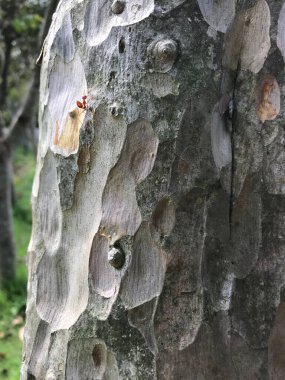 Kızgın karınca, Sri Nakhon Khuean Han Parkı 'ndaki ağaçta ve Bangkok Tayland' daki Botanik Bahçesinde.