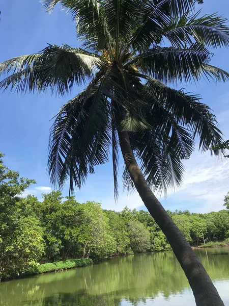 Palmera Lago Sri Nakhon Khuean Khan Park Botanical Garden Bangkok —  Fotos de Stock