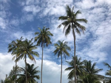 Koh Chang Tayland 'da palmiye ağaçları