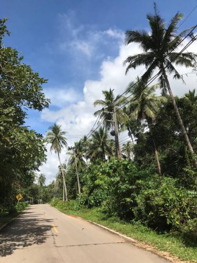Koh Chang Tayland 'da yol boyunca palmiye ağaçları