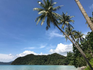 Koh Chang Adası 'ndaki Long Beach' te palmiye ağaçları.