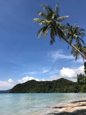 Tayland 'daki Koh Chang Adası' ndaki Long Beach 'te Pamtrees.