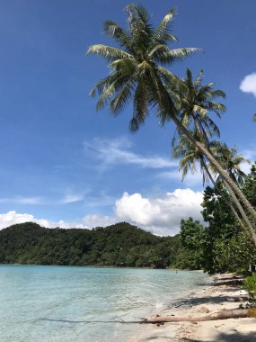 Tayland 'daki Koh Chang Adası' ndaki Long Beach 'te Pamtrees.