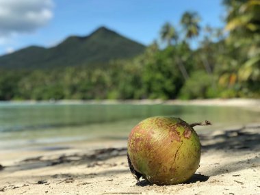 Tayland 'daki Koh Chang Adası' ndaki Long Beach 'te hindistan cevizi.