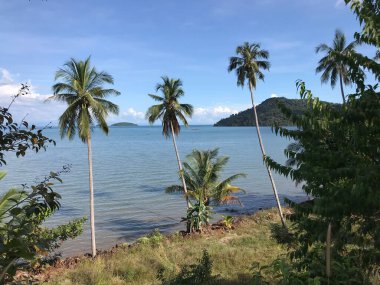 Tayland 'da Koh Chang adasının kıyısındaki palmiyeler.