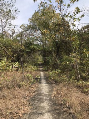 Tayland 'daki Phanom Sawai Orman Parkı' ndan geçen yol.