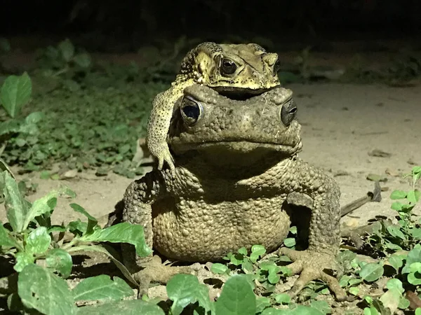 타이에서 두꺼비와 — 스톡 사진