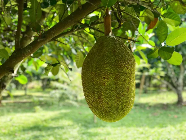 Albero Jackfruit Kanoon Thailandia — Foto Stock