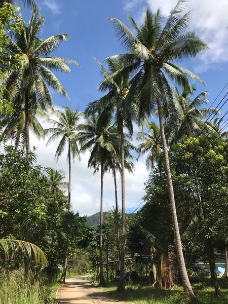 Palmen Entlang Der Straße Koh Chang Thailand — Stockfoto