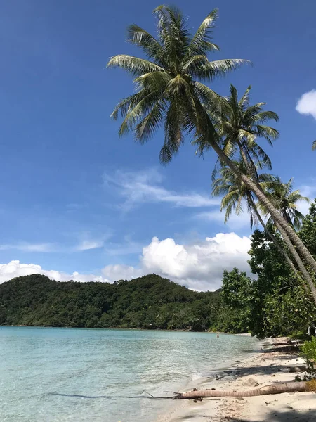 Pamtrees Long Beach Isla Koh Chang Tailandia —  Fotos de Stock