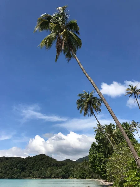 Pamtrees Long Beach Isla Koh Chang Tailandia —  Fotos de Stock