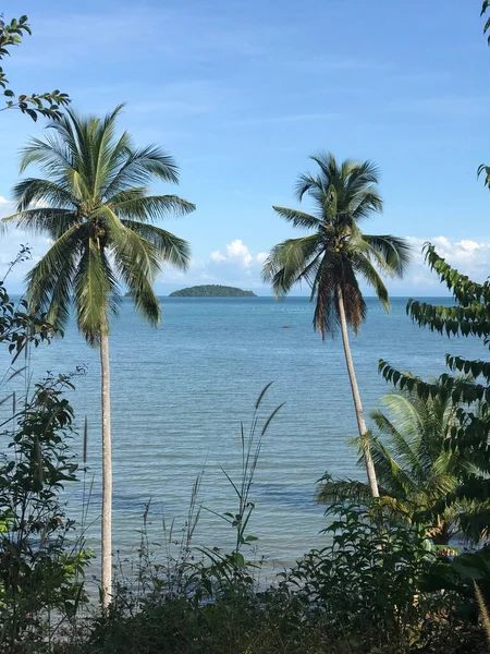 Palmtrees Partjainál Koh Chang Sziget Thaiföldön — Stock Fotó