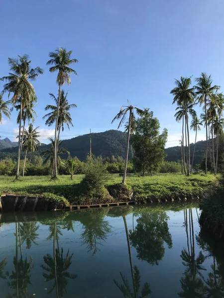 Palmen Auf Der Insel Koh Chang Thailand — Stockfoto