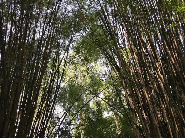 Árvores Bambu Phanom Sawai Forest Park Thailan — Fotografia de Stock