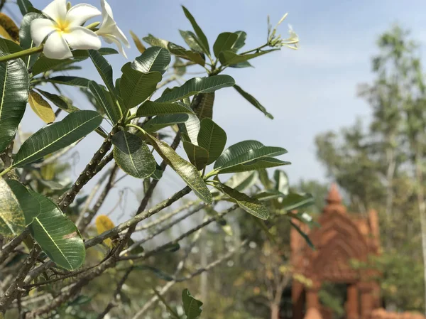 Kwiat Bramą Stylu Khmer Tle Phanom Sawai Forest Park Thailan — Zdjęcie stockowe