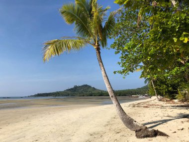 Koh Mook Adası Tayland sahilindeki palmiye ağacı.