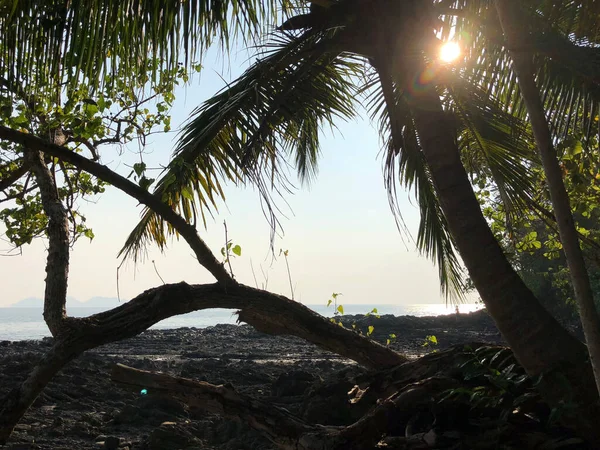 Luz Sol Através Uma Palmeira Ilha Koh Mook Tailândia — Fotografia de Stock