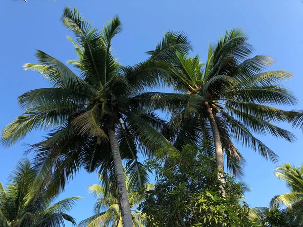 Palmy Wyspie Koh Mook Tajlandii — Zdjęcie stockowe