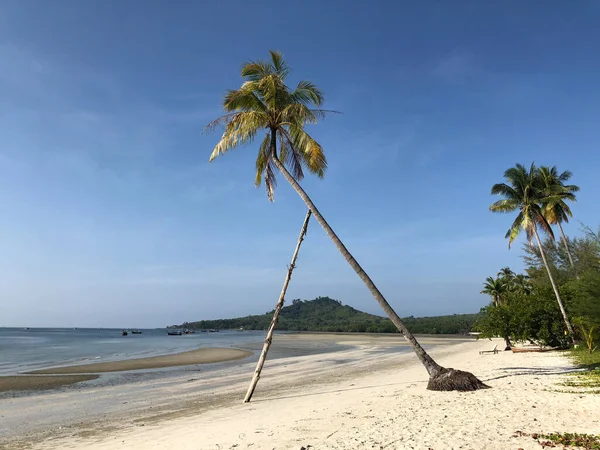 Pálmafa Strandon Koh Mook Thaiföld — Stock Fotó