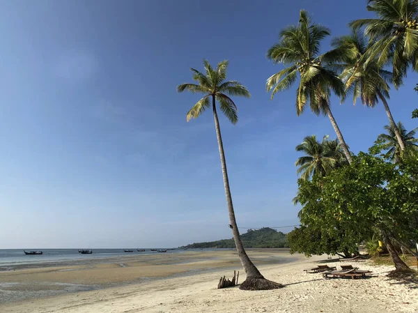 Pálmafa Strandon Koh Mook Thaiföld — Stock Fotó