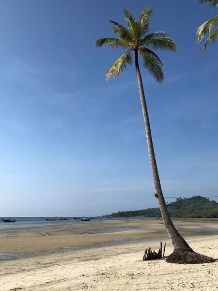 Pálmafa Strandon Koh Mook Sziget Thaiföldön — Stock Fotó