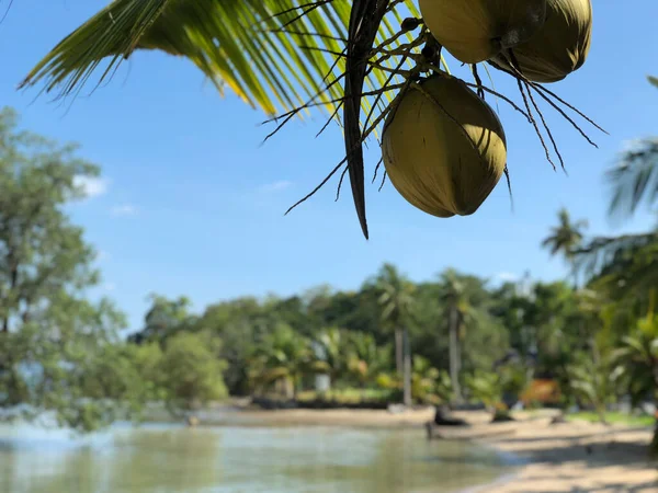 Cocos Ilha Koh Mook Tailândia — Fotografia de Stock
