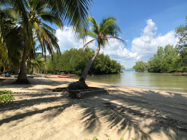 Pálmafa Strandon Koh Mook Thaiföld — Stock Fotó