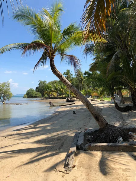 Pálmafa Strandon Koh Mook Thaiföld — Stock Fotó