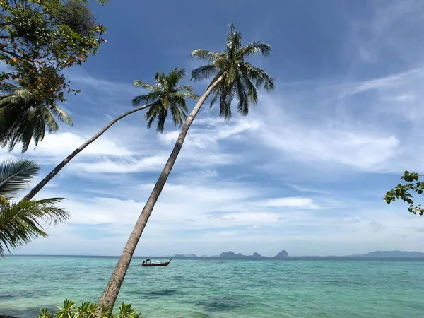 Palmen Auf Koh Ngai Thailand — Stockfoto