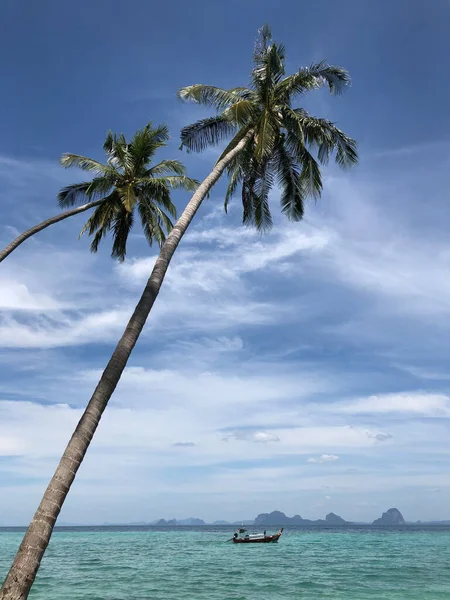 Palm Trees Koh Ngai Thailand — Stock Photo, Image