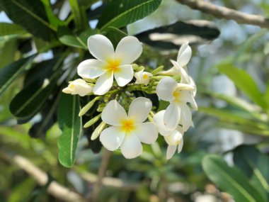 Tayland 'daki Koh Samet Adası' ndaki Plumeria çiçeği.